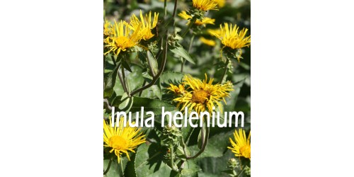 ORGANIC HERBAL TEA, ELECAMPANE (Inula helenium)